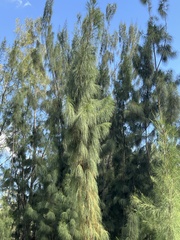 Casuarina