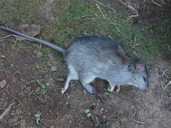 Rattus rattus