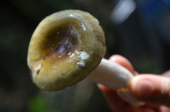 Russula virescens