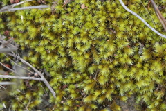 Breutelia substricta