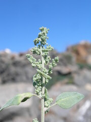 Chenopodium vulvaria