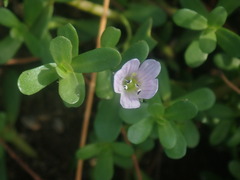 Bacopa