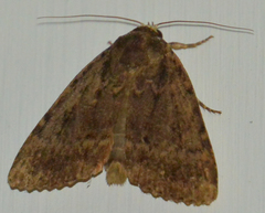 Amphipyra berbera