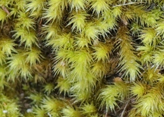 Breutelia substricta