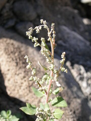 Chenopodium vulvaria