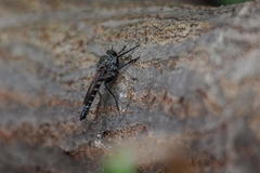 Tolmerus hisamatsui