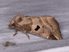 Plagiomimicus pityochromus