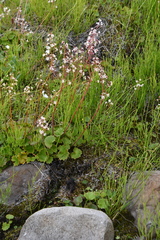 Micranthes nelsoniana aestivalis