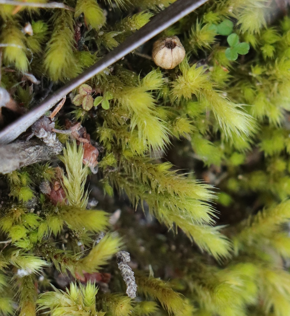 Breutelia substricta