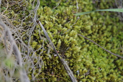 Breutelia substricta