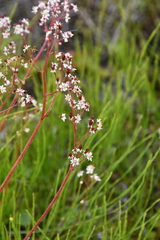 Micranthes nelsoniana aestivalis