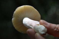 Russula virescens