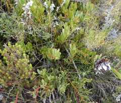 Protea venusta