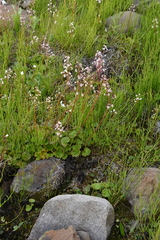 Micranthes nelsoniana aestivalis