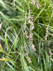 Diarrhena obovata
