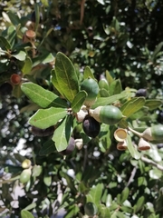 Quercus