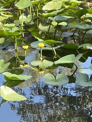 Nuphar advena