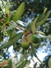 Quercus