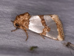 Schinia chrysellus