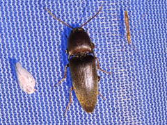 Diplostethus texanus