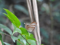 Abisara savitri