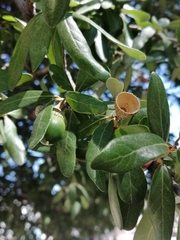 Quercus
