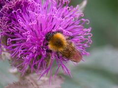 Bombus schrencki