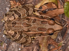 Lithobates berlandieri