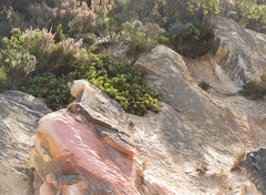 Protea venusta