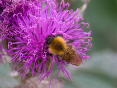 Bombus schrencki