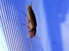 Diplostethus texanus