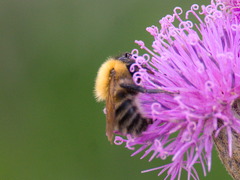Bombus schrencki