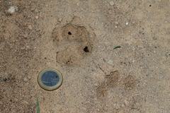 Mammalia