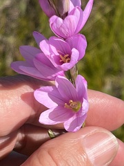Ixia micrandra