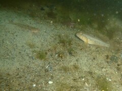 Neogobius melanostomus