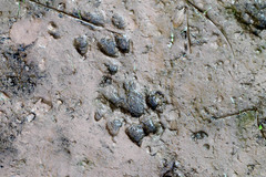 Mammalia