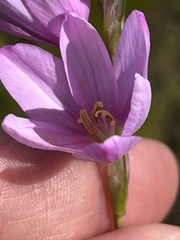 Ixia micrandra
