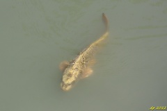 Cyprinus rubrofuscus