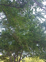 Pithecellobium dulce