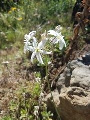 Leucocoryne ixioides