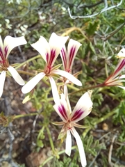 Pelargonium trifidum