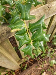 Ilex cornuta