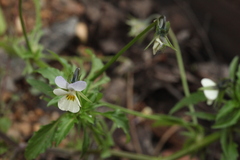 Viola × contempta