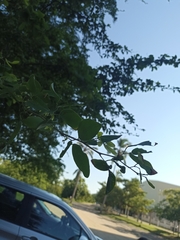 Pithecellobium dulce