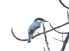 Hemipus hirundinaceus