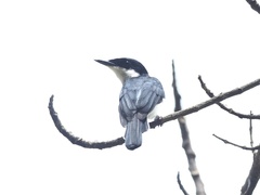 Hemipus hirundinaceus