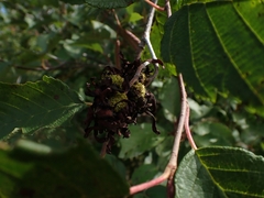 Taphrina robinsoniana