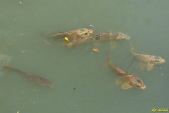 Cyprinus rubrofuscus