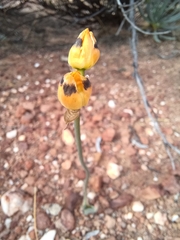 Ornithogalum maculatum