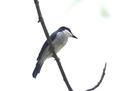 Hemipus hirundinaceus